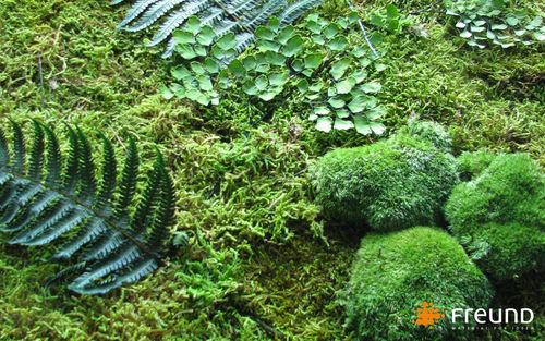 安定緑化壁 - GREENWOOD - WALD MOOS / FOREST MOSS / MOUSSE DE FOR&Ecirc;T - Freund GmbH - 屋内用
