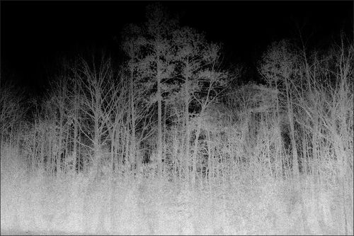 現代風絨毯 - BLAIRWITCH 1  - VIDAME EDITIONS - 柄付き / ポリアミド製 / 長方形