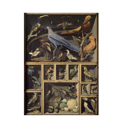 現代風壁紙 - EXOTIC BIRDS  - Papiers de Paris - 動物柄 / 砂色 / プリント柄