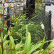 生きている植物緑化壁 / カーブ状 / 天然 / 屋外用