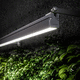 IP66プロジェクター / RGB LED / LED RGBW / 業務用