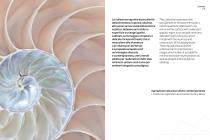 Coquille-3
