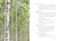 The most beautiful of birch-2