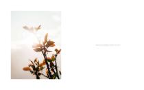 DAYLIGHT-29