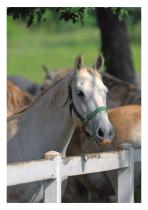 Regupol® Equestrian Flooring - 2