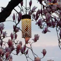 garden and poetry 2022-59