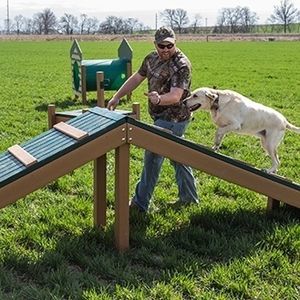 circuito de obstáculos para cães