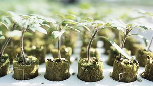 substrato de cultivo lã mineral