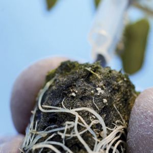 substrato de cultivo lã mineral