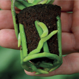 substrato de cultivo turfa 1