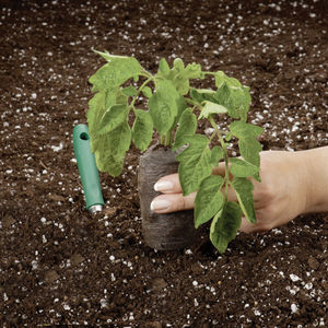 substrato de cultivo turfa 1
