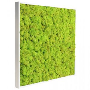 quadro vivo estabilizado