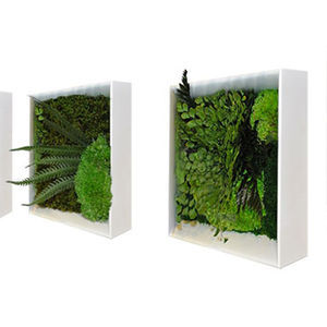 quadro vivo estabilizado