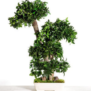 planta ornamental estabilizada 1
