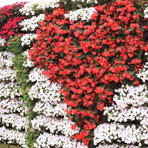 parede verde de plantas naturais