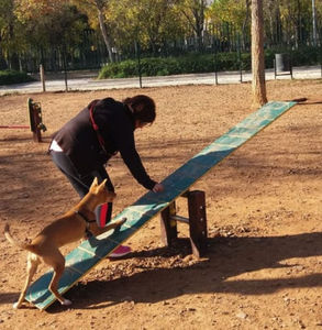 circuito de obstáculos agility