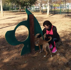 circuito de obstáculos agility