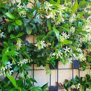 tutor para plantas em aço galvanizado