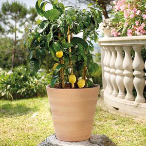 vaso de jardim em terracota