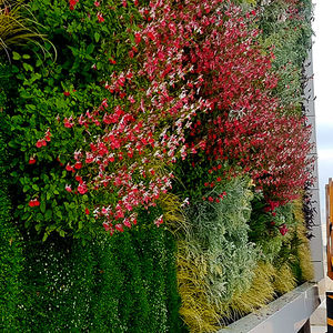 parede verde de plantas naturais