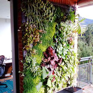 parede verde de plantas naturais