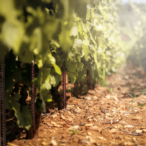 Tutor para plantas em aço Corten - VINEYARDS PAN®-PROPS - Defim Orsogril - coluna / para aplicações agrícolas