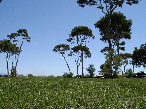 Grama natural - PARK COMPOMED   - COVERGARDEN - em rolo