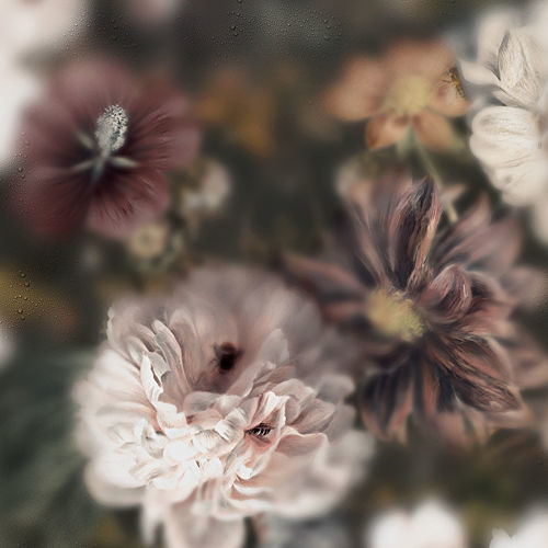 Papel de parede contemporâneo - BLOSSOM DARK - Devon&Devon - floral / efeito de tecido / multicores