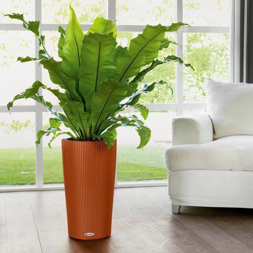 Vaso de jardim em material plástico - CILINDRO - Lechuza - de instalação livre / cônico / autoirrigável