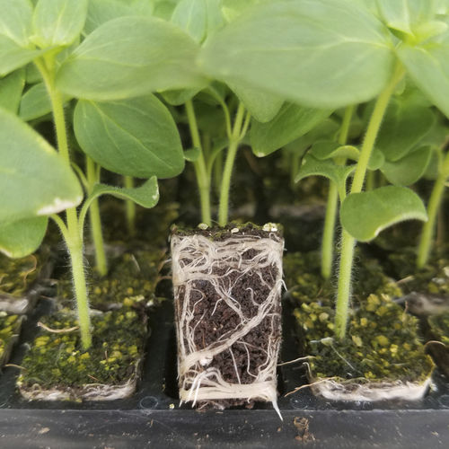 Substrato de cultivo turfa - FORMIT - JIFFY - em forma de tampão