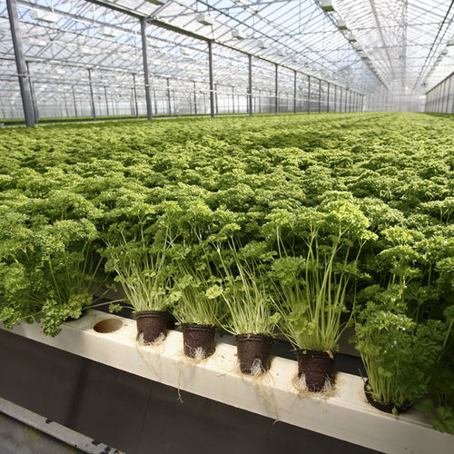 Substrato de cultivo turfa - BIO - JIFFY - em forma de tampão / pré-fertilizado