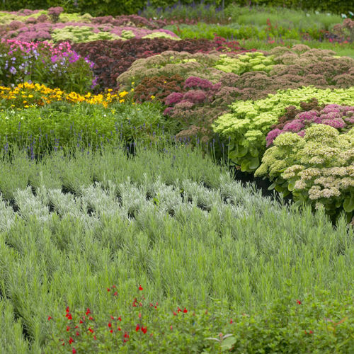 Substrato de cultivo terra vegetal - FLORAFLEUR - JIFFY - em forma de tampão / em saco / para flores