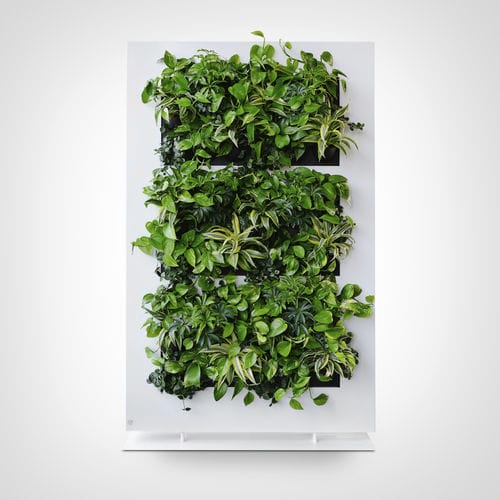 Quadro vivo de plantas naturais - LIVEPICTURE 1 - BY NATURE - natural / para ambiente interno / em painel modular