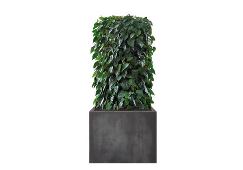 Parede verde para ambiente interno - PHILODENDRON  - Artaqua - com estrutura modular