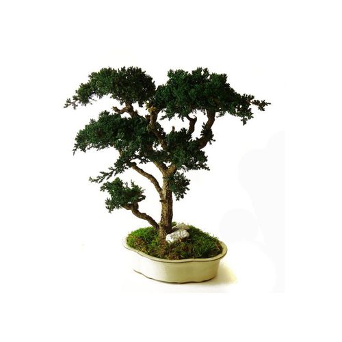 Planta ornamental estabilizada - JUNIPERUS GRAND - Végétal Indoor - bonsai / de tamanho médio / para ambiente interno
