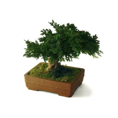 Planta ornamental estabilizada - JUNIPERUS PETIT - Végétal Indoor - bonsai / pequena / para ambiente interno