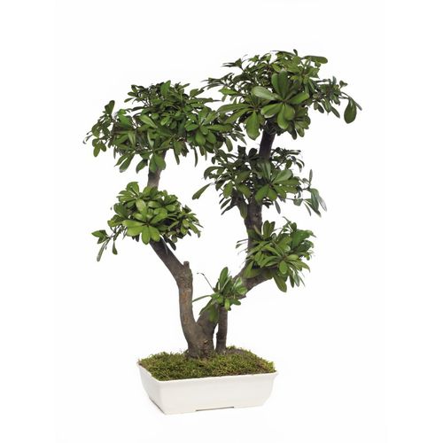 Planta ornamental estabilizada - PITTOSPORUM TOBIRA GRAND - Végétal Indoor - bonsai / grande / para ambiente interno