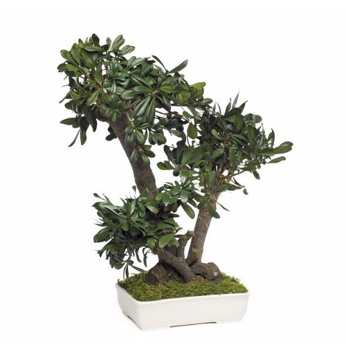 Planta ornamental estabilizada - PITTOSPORUM TOBIRA MOYEN - Végétal Indoor - bonsai / de tamanho médio / para ambiente interno