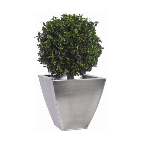 Planta ornamental estabilizada - PITTOSPORUM - Végétal Indoor - redonda / pequena / para ambiente interno