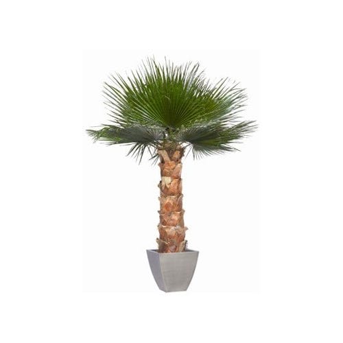 Planta ornamental estabilizada - WASHINGTONIA - Végétal Indoor - palmeira / grande / para ambiente interno