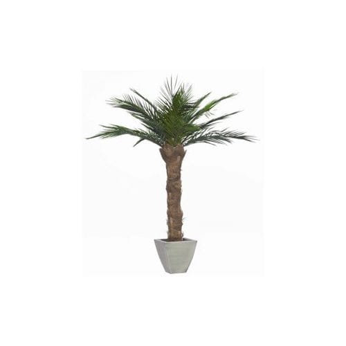 Planta ornamental estabilizada - PHOENIX - Végétal Indoor - palmeira / grande / para ambiente interno
