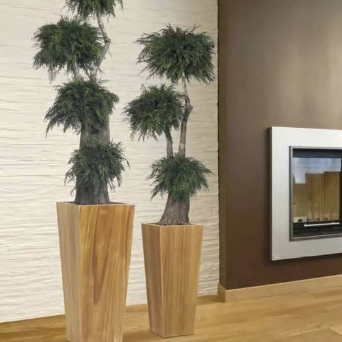 Planta ornamental estabilizada - THUYA - Végétal Indoor - bonsai / pequena / para ambiente interno