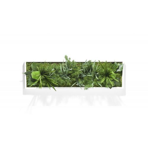 Quadro vivo estabilizado - HAKONIWO - PLANTE STABILISEE - de musgo estabilizado / de folhagem densa / para ambiente interno