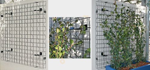 Parede verde de folhagem densa - VERTIGREEN - Tournesol SITEWORKS - para ambiente interno / para ambiente externo / modular