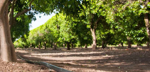 Mangueira para irrigação por gotejamento - D5000 PC DRIP LINE - Rivulis - em material plástico / com gotejadores