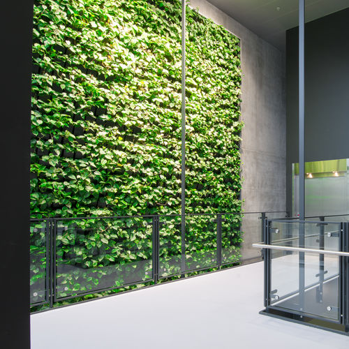 Parede verde estabilizada - UNIVERSITY - Natural Greenwalls - de plantas naturais / de folhagem densa / para ambiente interno