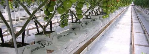 Substrato de cultivo fibra de coco - GROWBAG - Pelemix Ltd - em saco