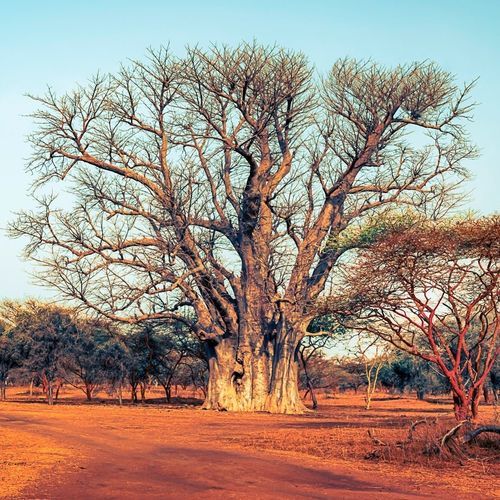 Papel de parede foto - Afrique Baobab sacré - MuralConcept - contemporâneo / em tecido não tecido / com natureza