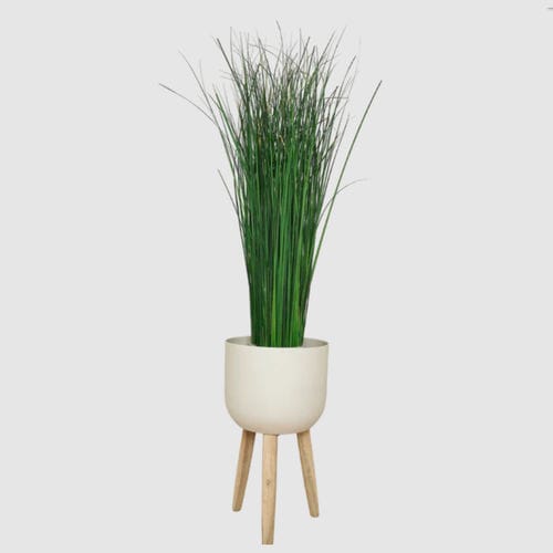 Planta ornamental estabilizada - GYNERIUM 100 - naturall green - de tamanho médio / para ambiente interno
