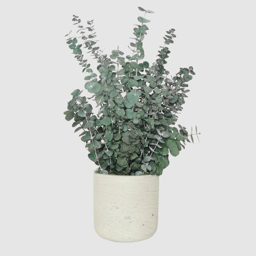 Planta ornamental estabilizada - BABY 30  - naturall green - eucalipto / pequena / para ambiente interno